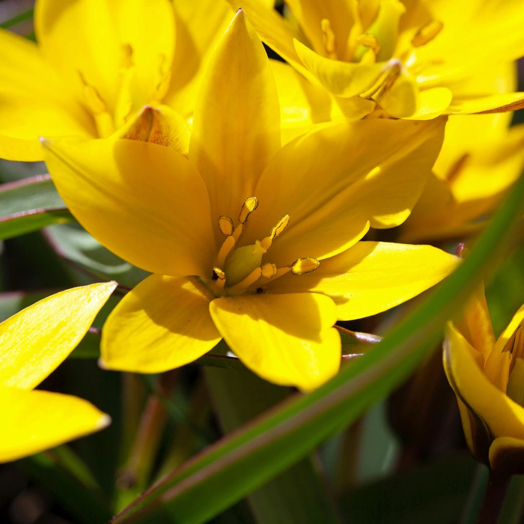 Tulipa urumiensis