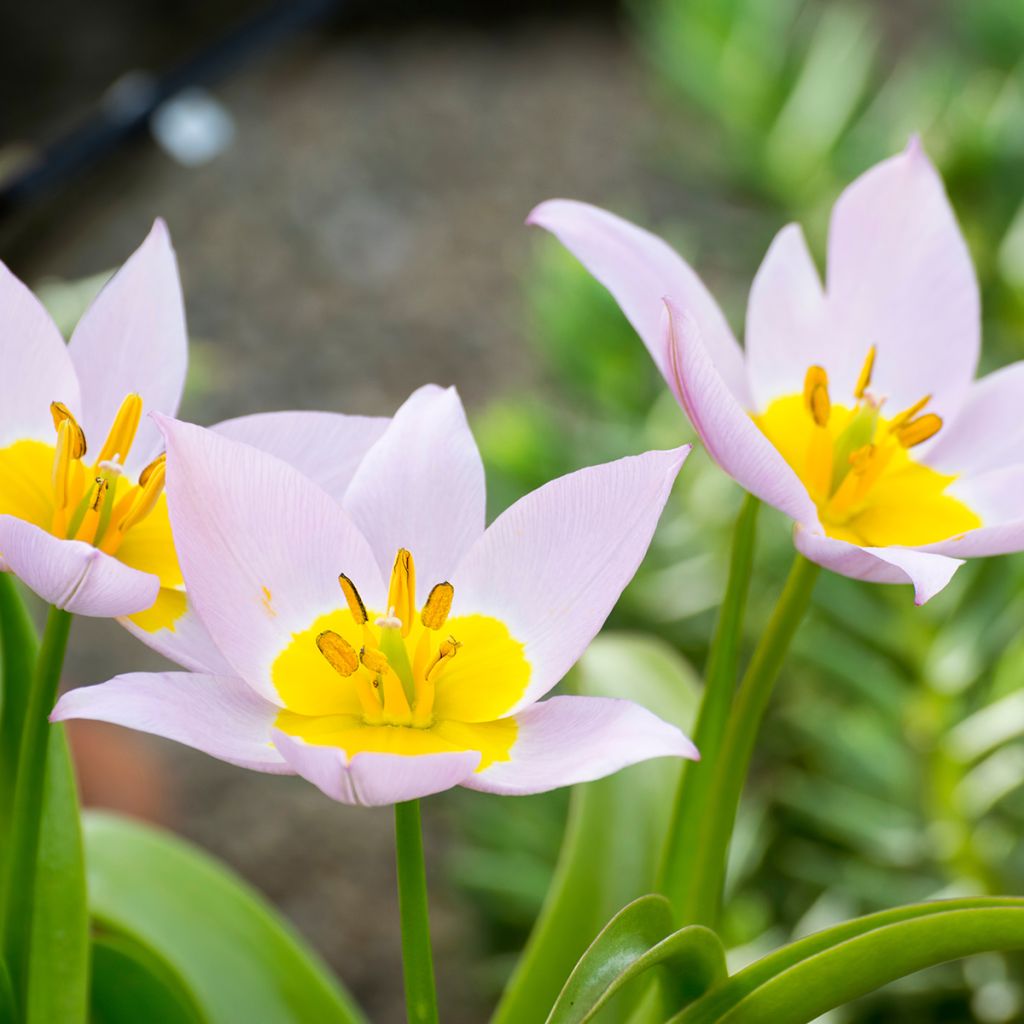 Tulipa saxatilis