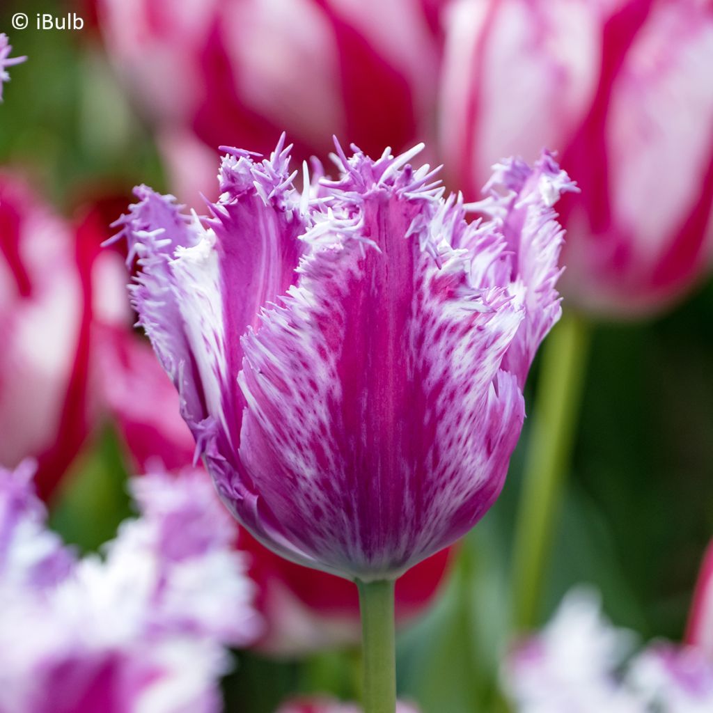 Tulipa com franja Purple Circus