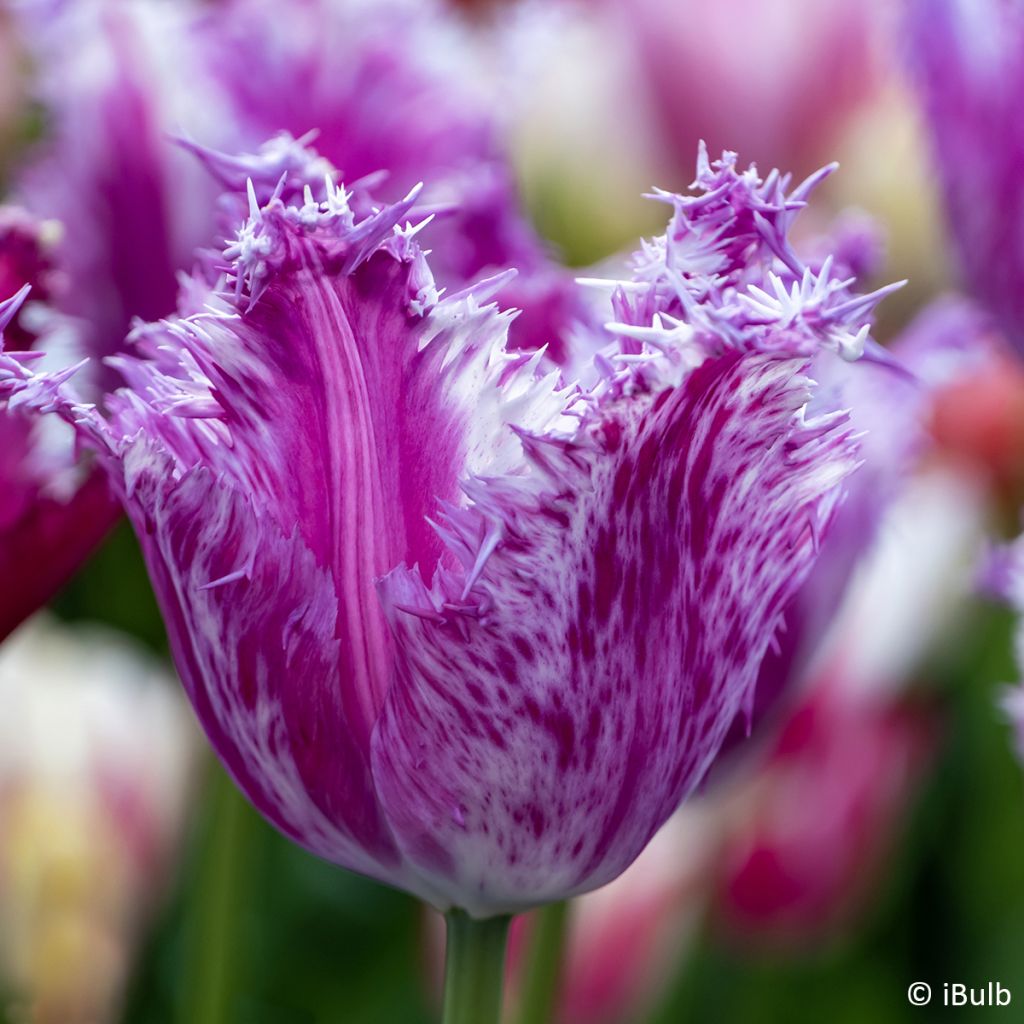 Tulipa com franja Purple Circus