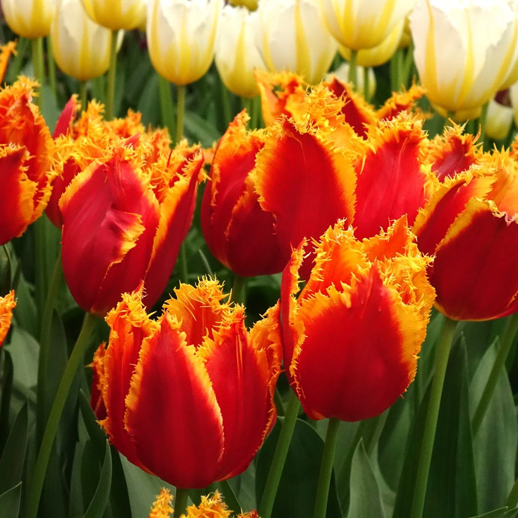 Tulipa com franja Fabio