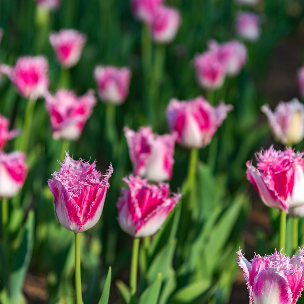 Tulipa com franja Huis Ten Bosch
