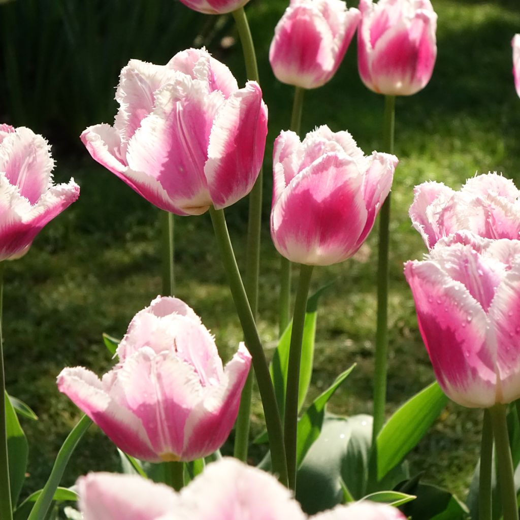 Tulipa com franja Siesta