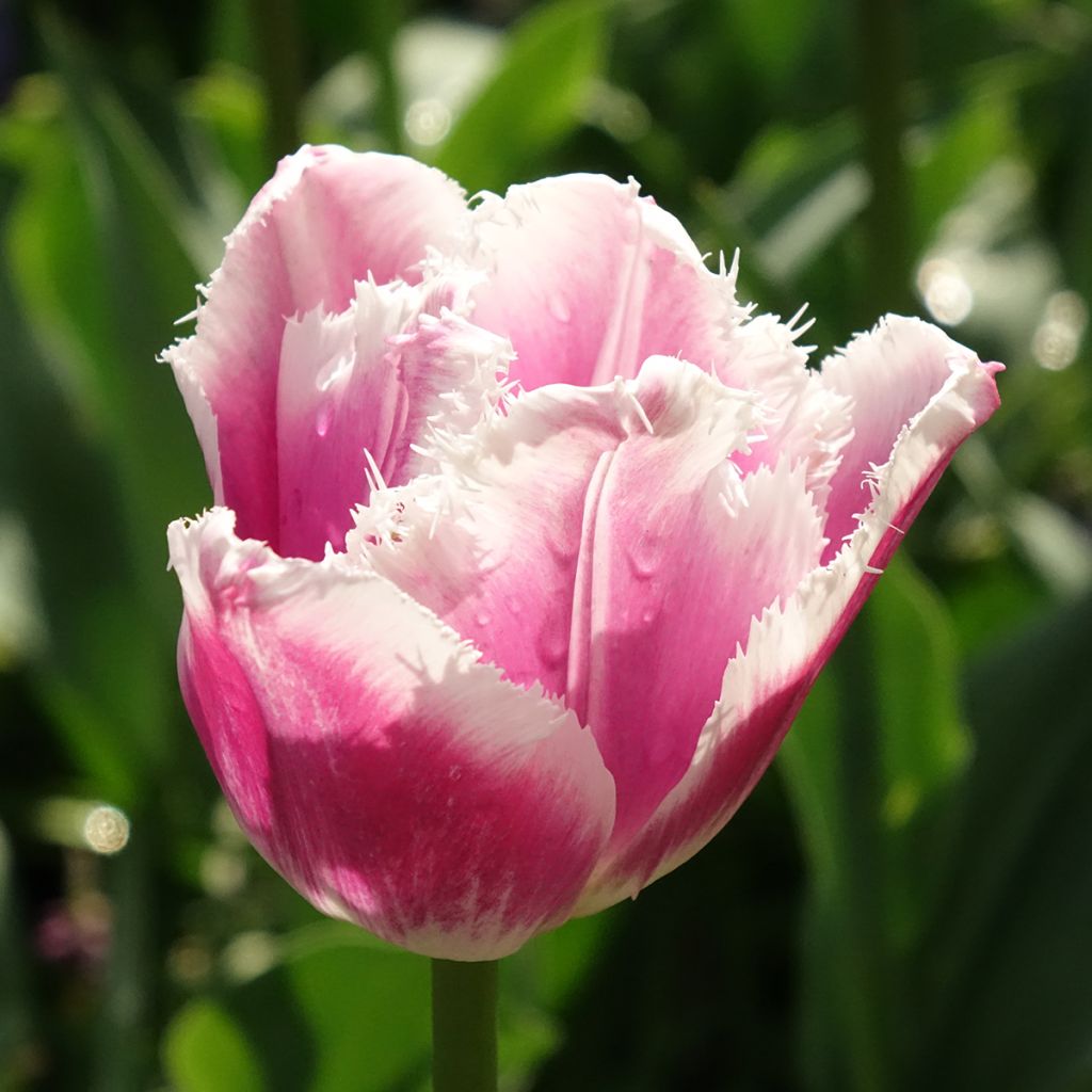 Tulipa com franja Siesta