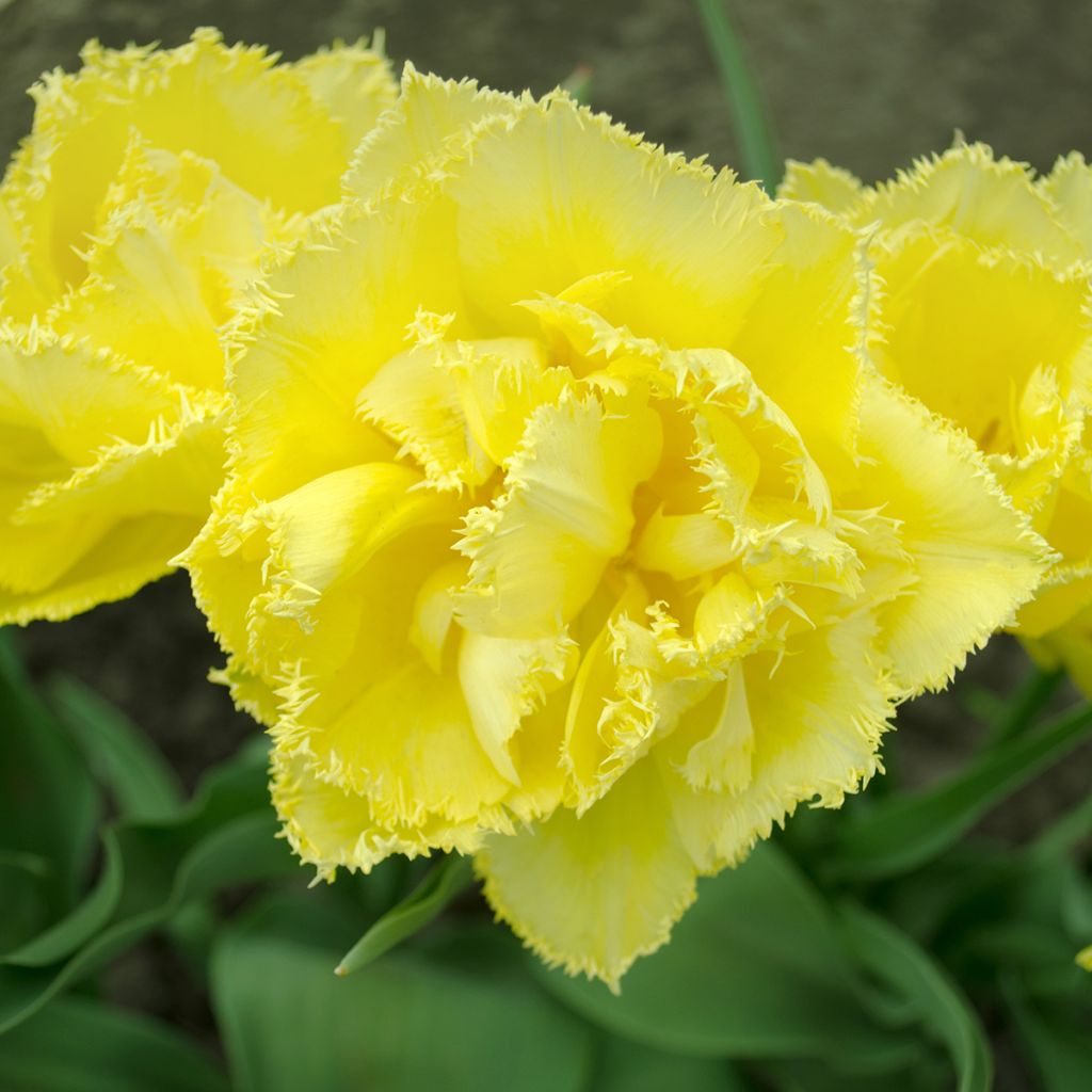 Tulipa com franja Exotic Sun