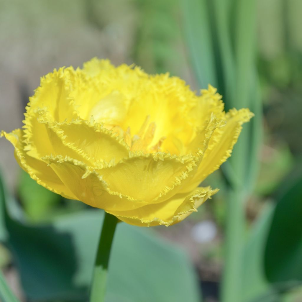 Tulipa com franja Exotic Sun