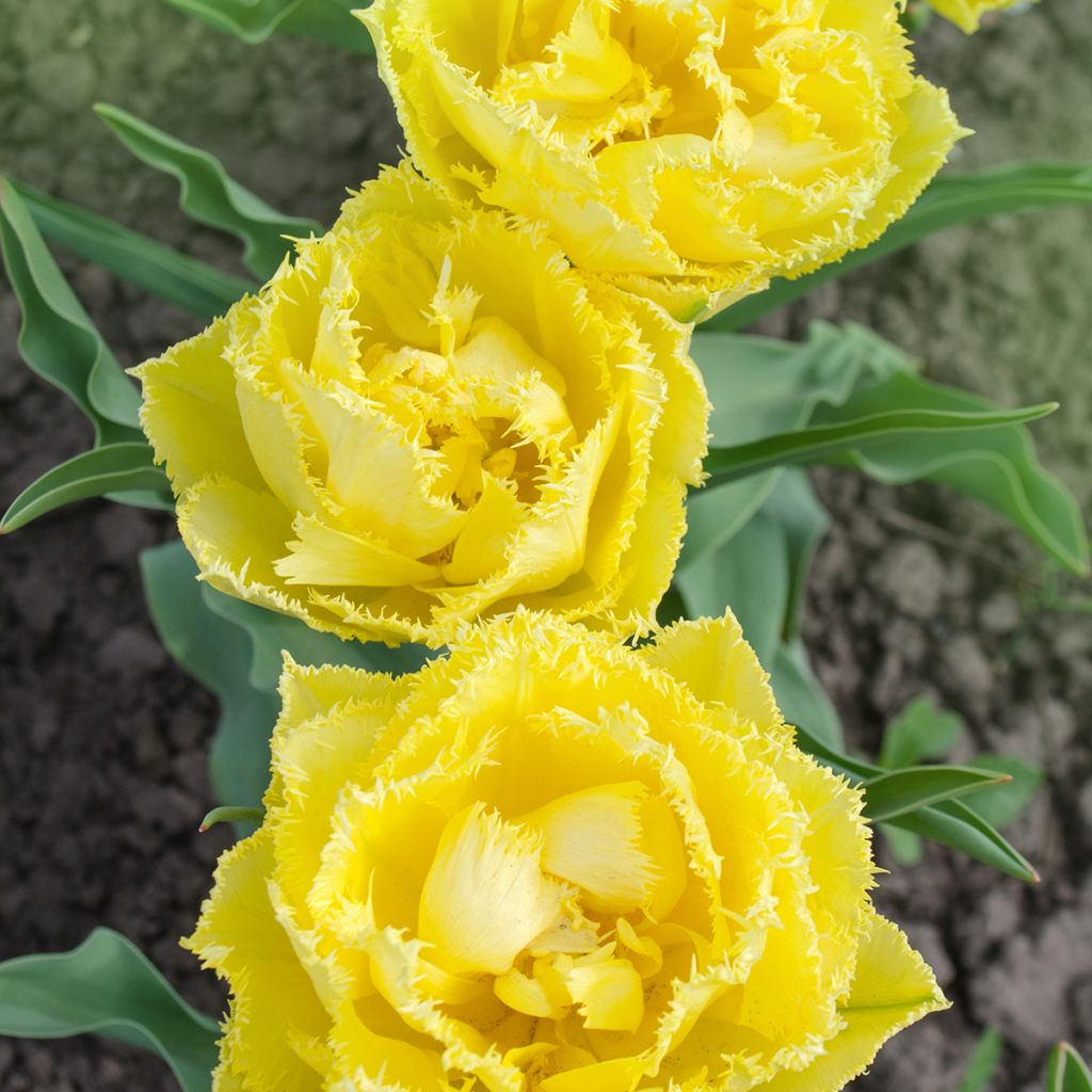 Tulipa com franja Exotic Sun