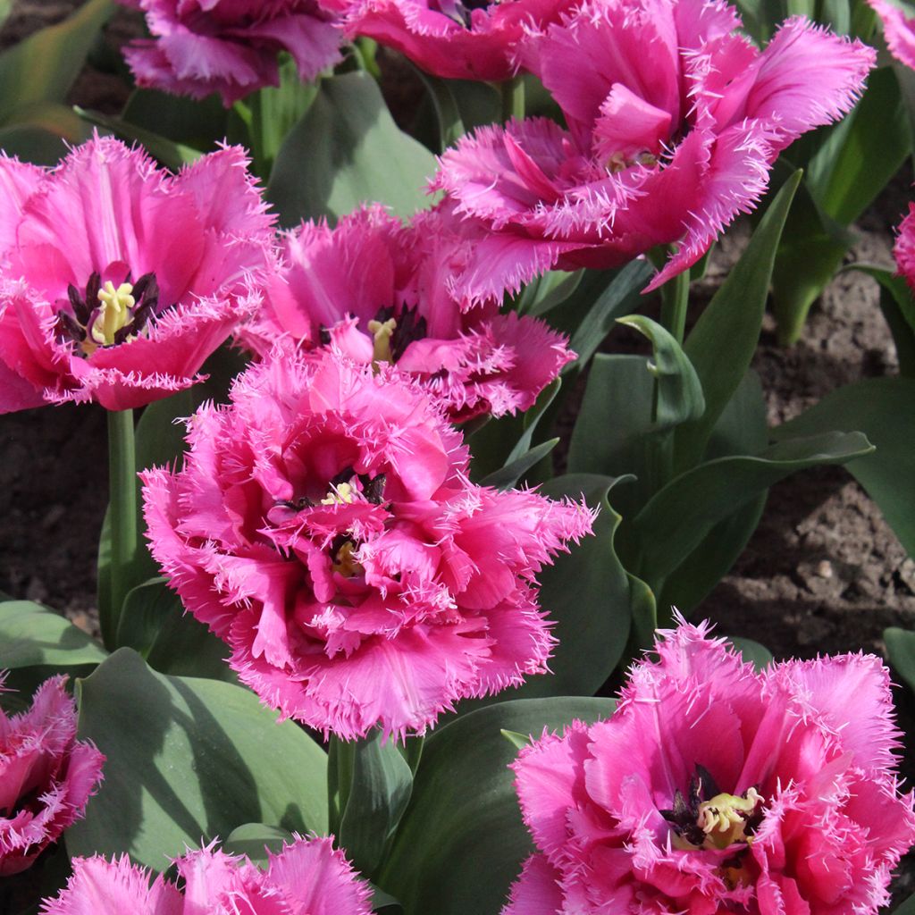 Tulipa com franja Match Point