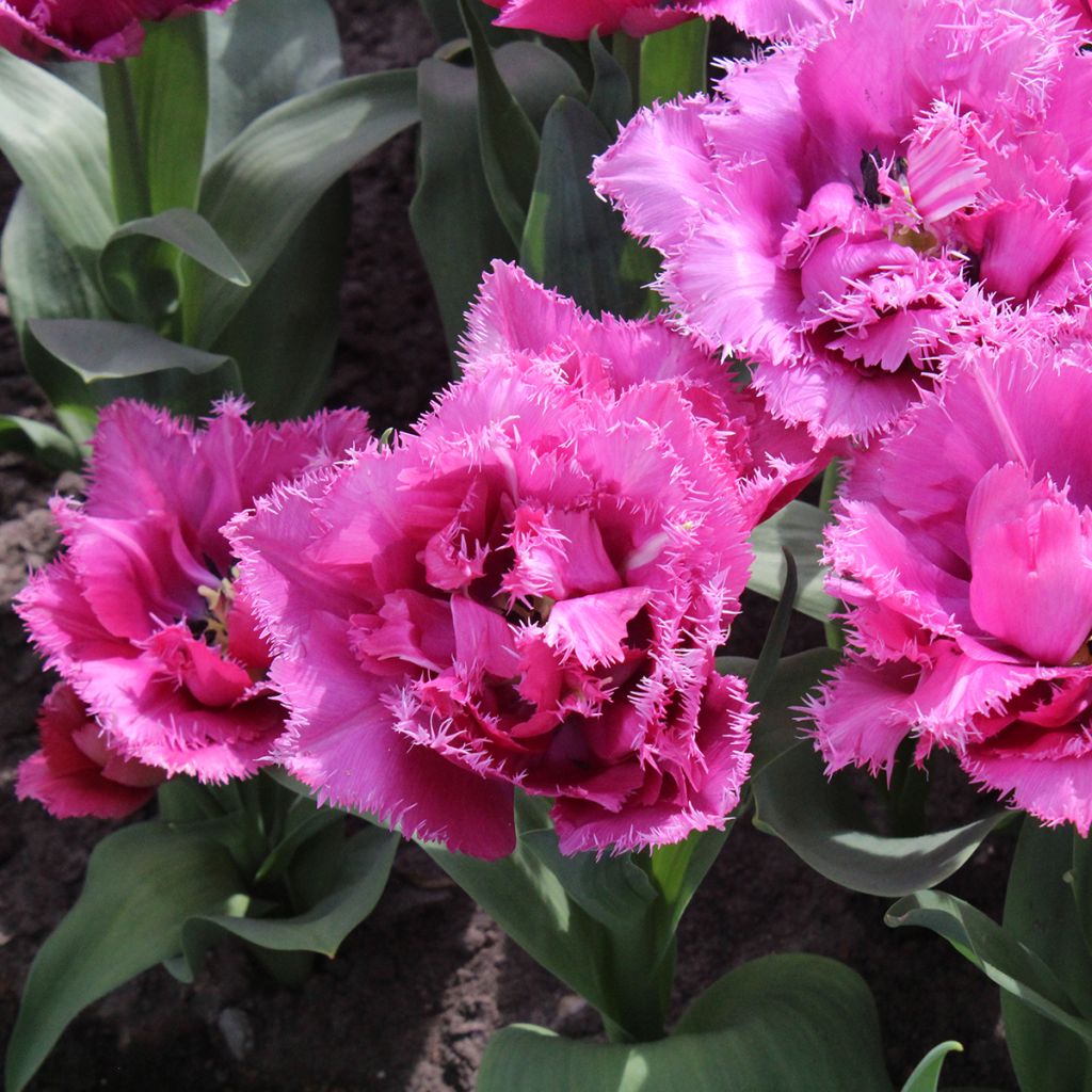 Tulipa com franja Match Point