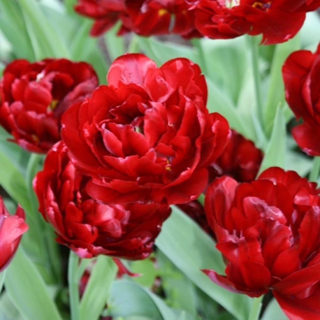 Tulipa Dobrada tardia Oncle Tom