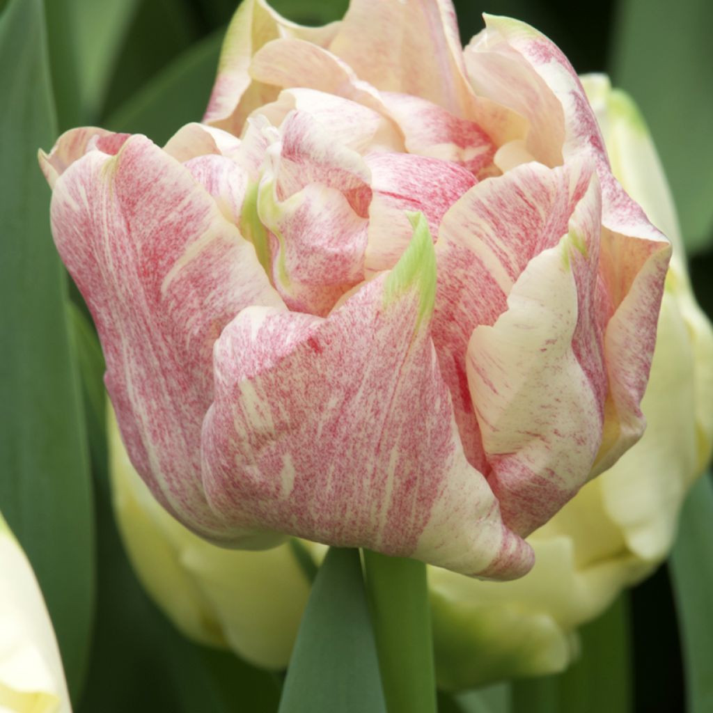 Tulipa Dobrada precoce Silk Road®