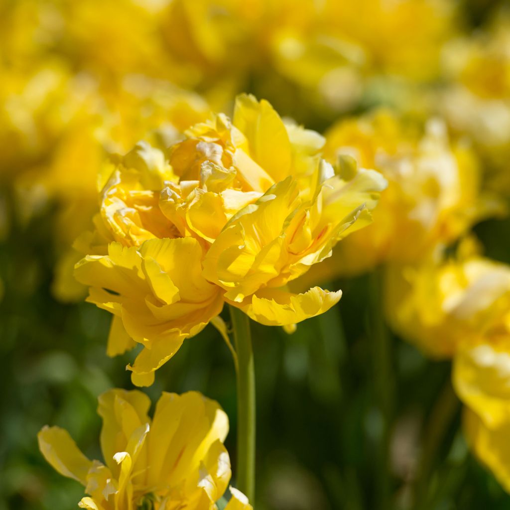 Tulipa Dobrada precoce Yellow Margarita