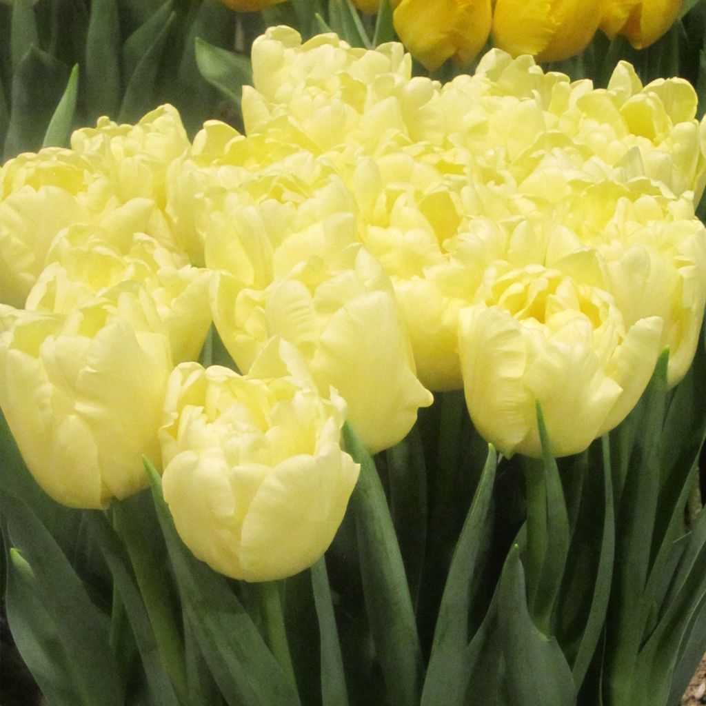 Tulipa Dobrada precoce Avant Garde