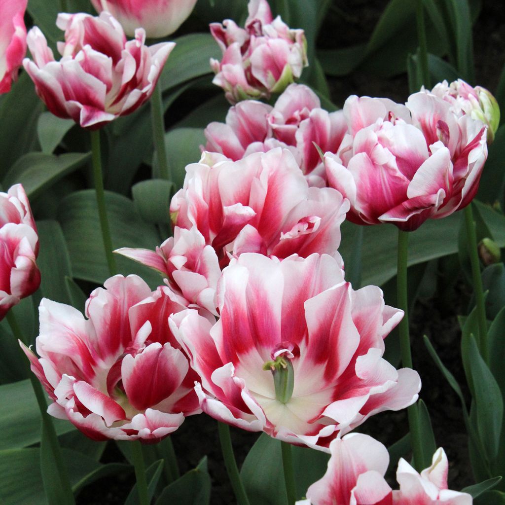 Tulipa Dobrada precoce Fantasy Lady