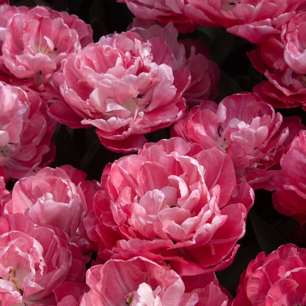 Tulipa Dobrada precoce Foxtrot