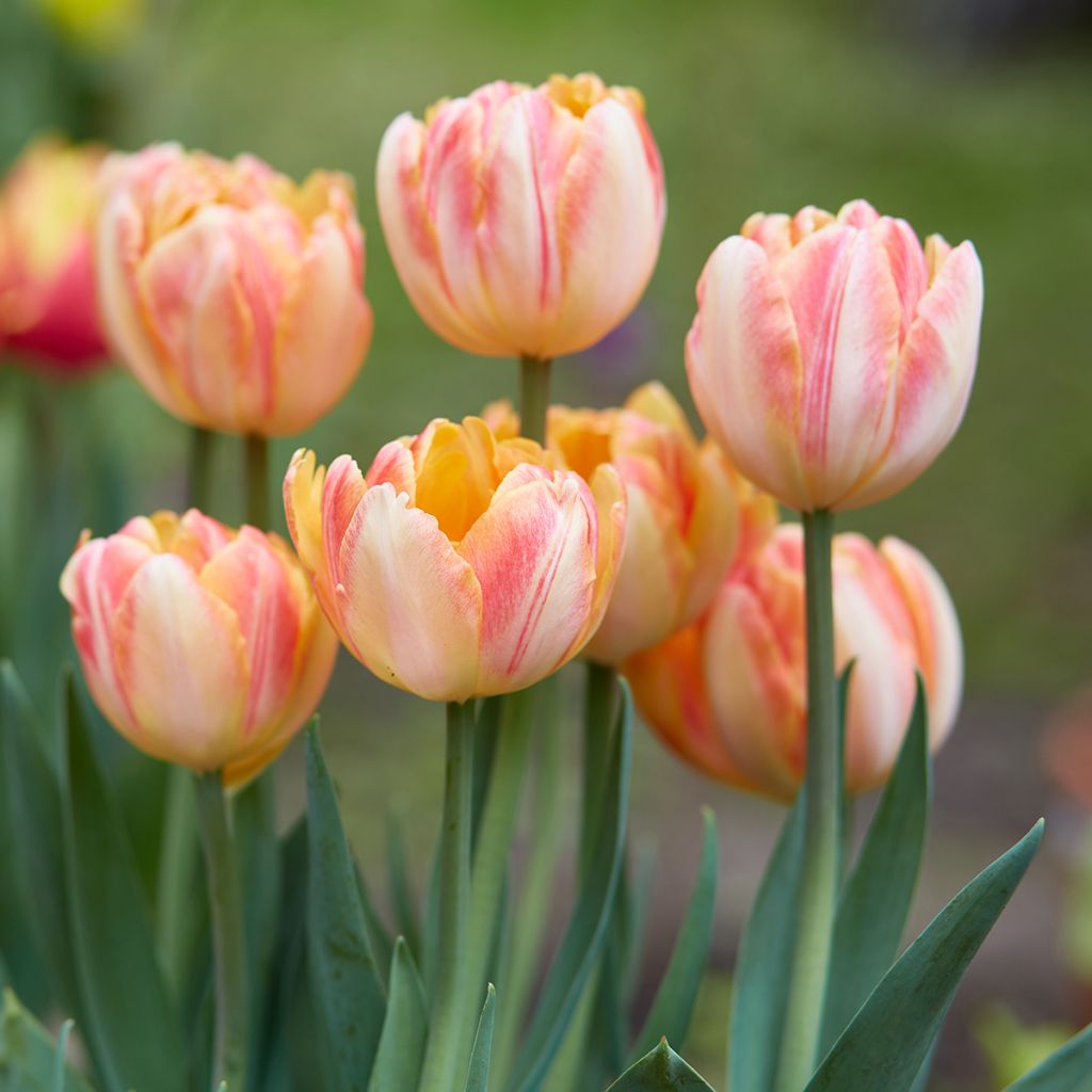 Tulipa Dobrada precoce Foxy Foxtrot