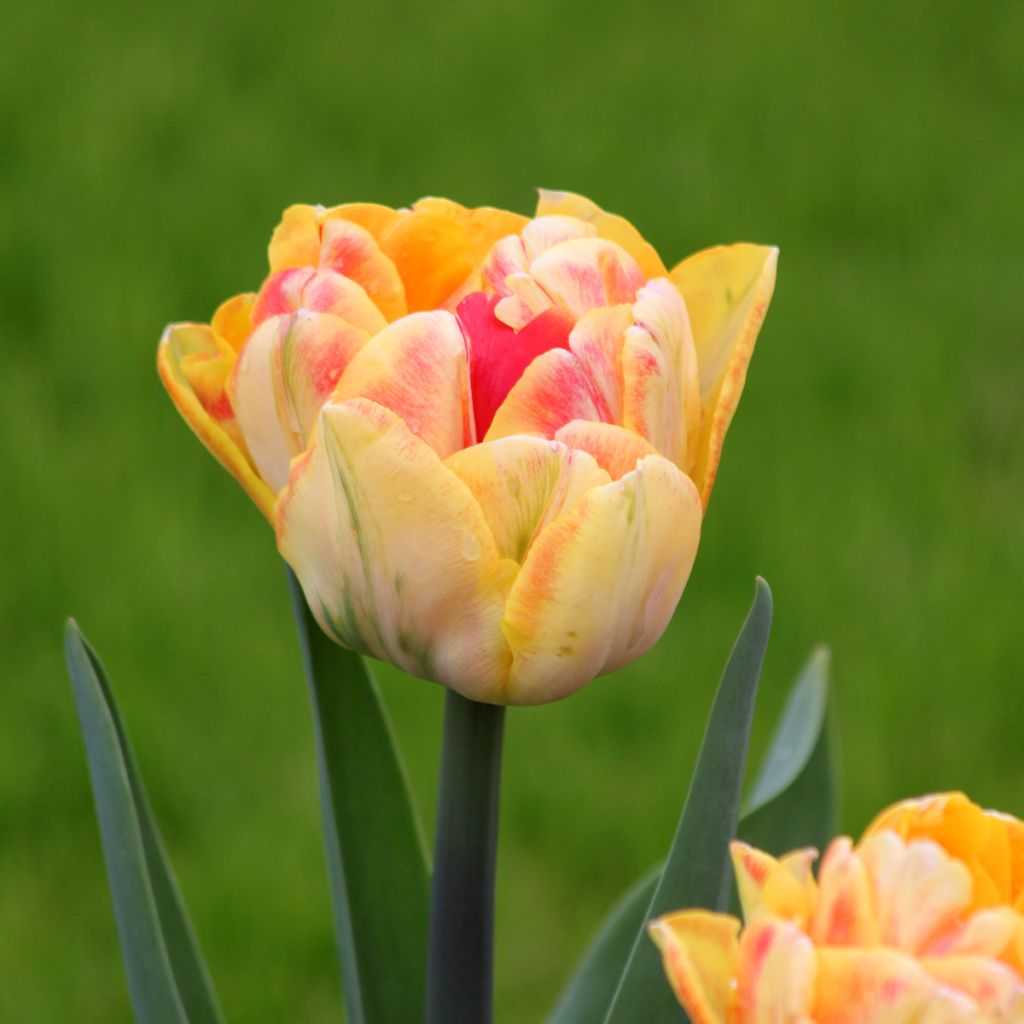 Tulipa Dobrada precoce Foxy Foxtrot