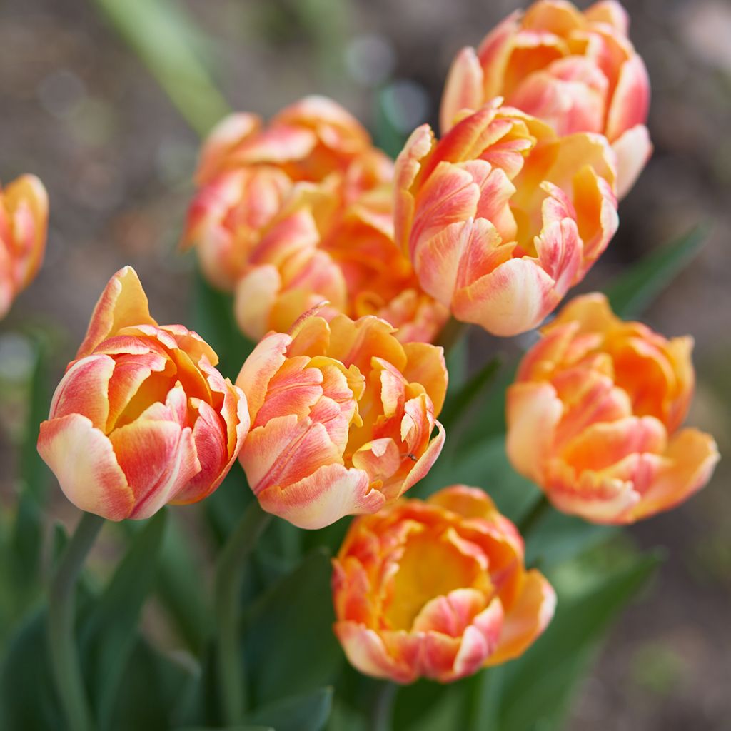 Tulipa Dobrada precoce Foxy Foxtrot