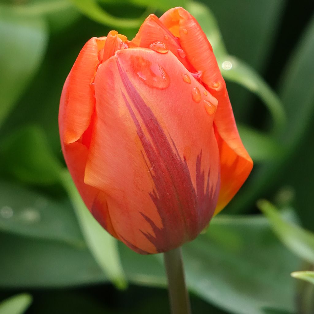 Tulipa Dobrada precoce Hermitage