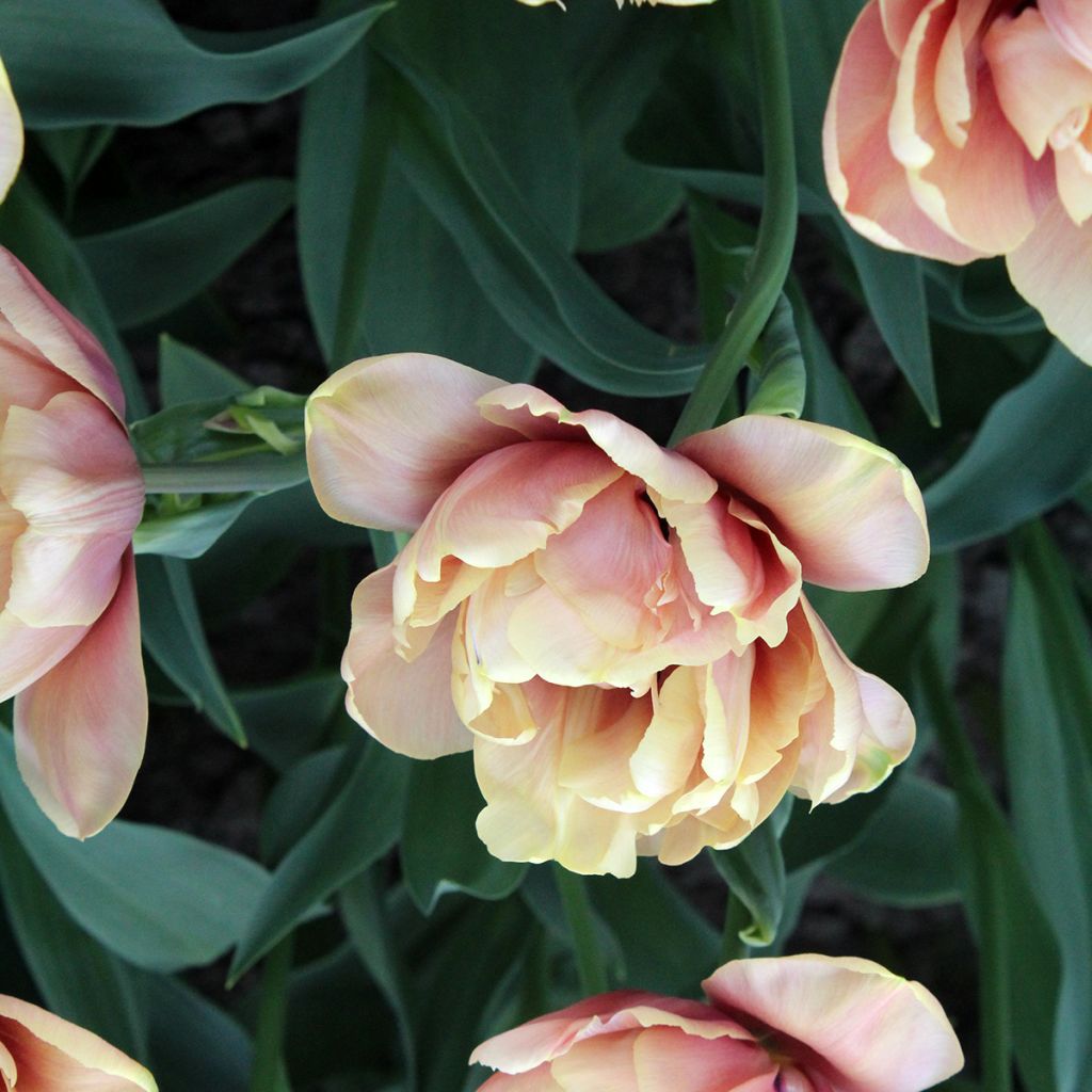 Tulipa Dobrada precoce La Belle Epoque