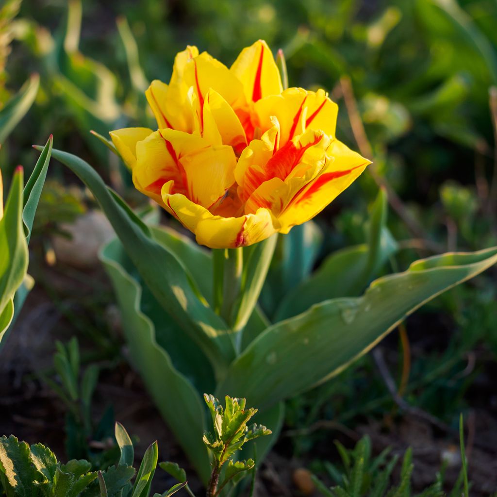 Tulipa Dobrada precoce Monsella