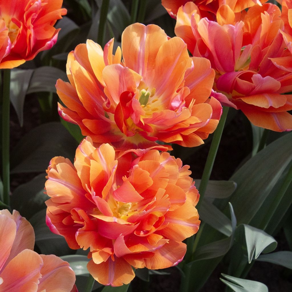 Tulipa Dobrada precoce Orca