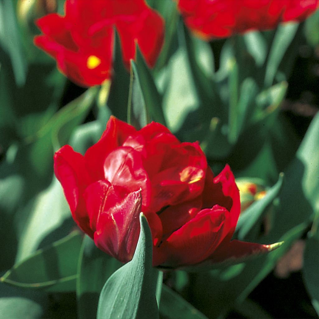 Tulipa Dobrada precoce Viking