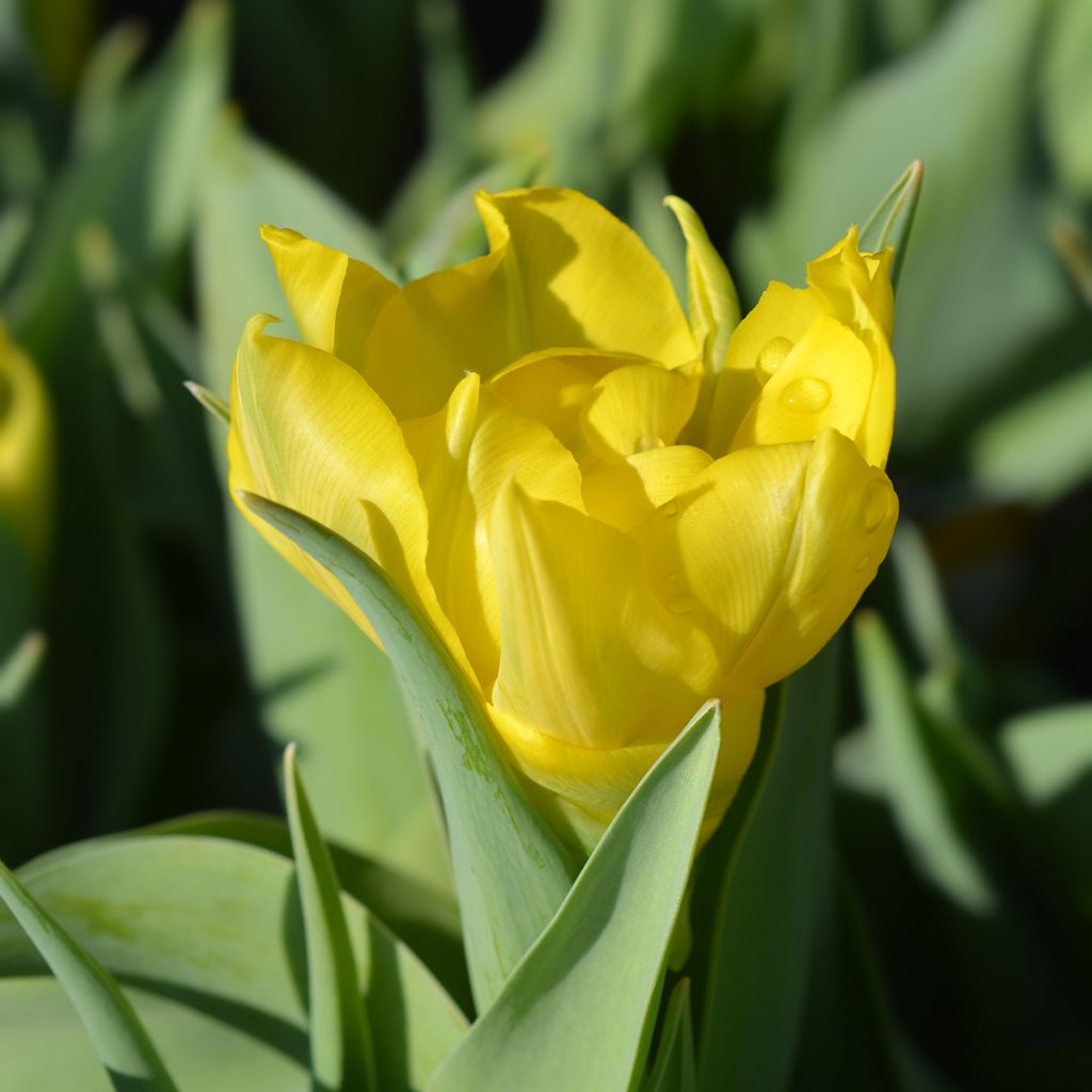 Tulipa Dobrada precoce Yellow Baby