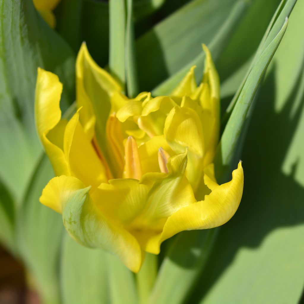 Tulipa Dobrada precoce Yellow Baby