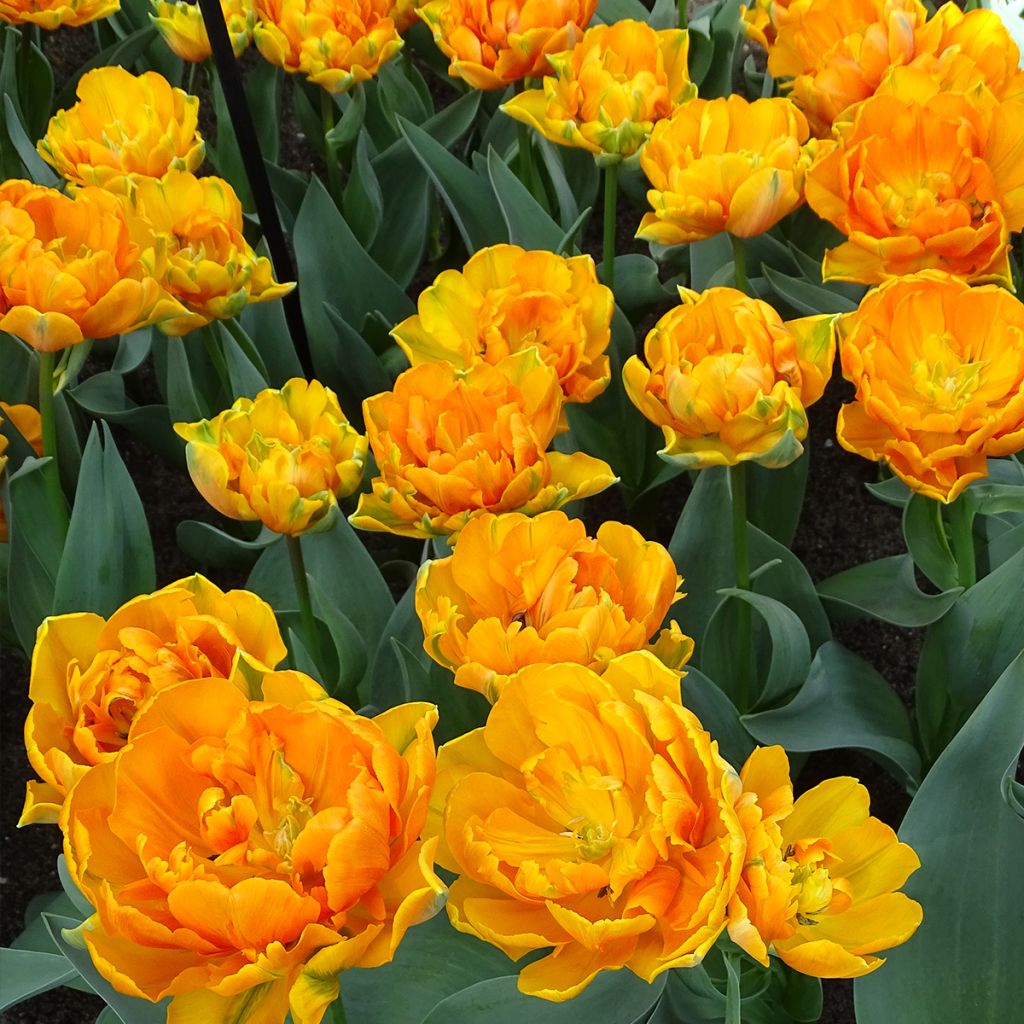 Tulipa Dobrada tardia Orange Princess