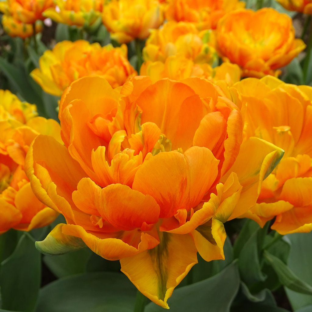 Tulipa Dobrada tardia Orange Princess