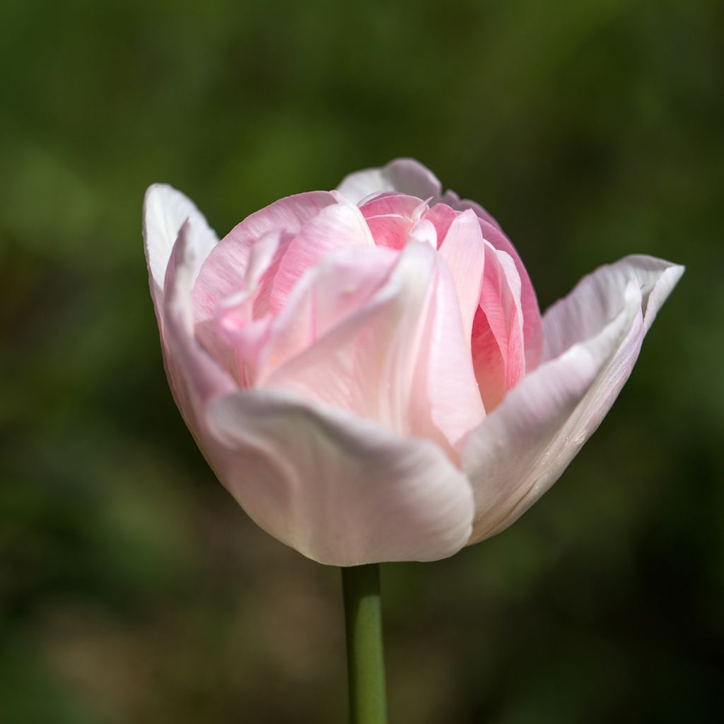 Tulipa Dobrada tardia Angelique