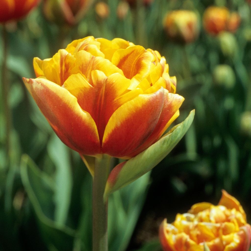 Tulipa Dobrada tardia Bonanza