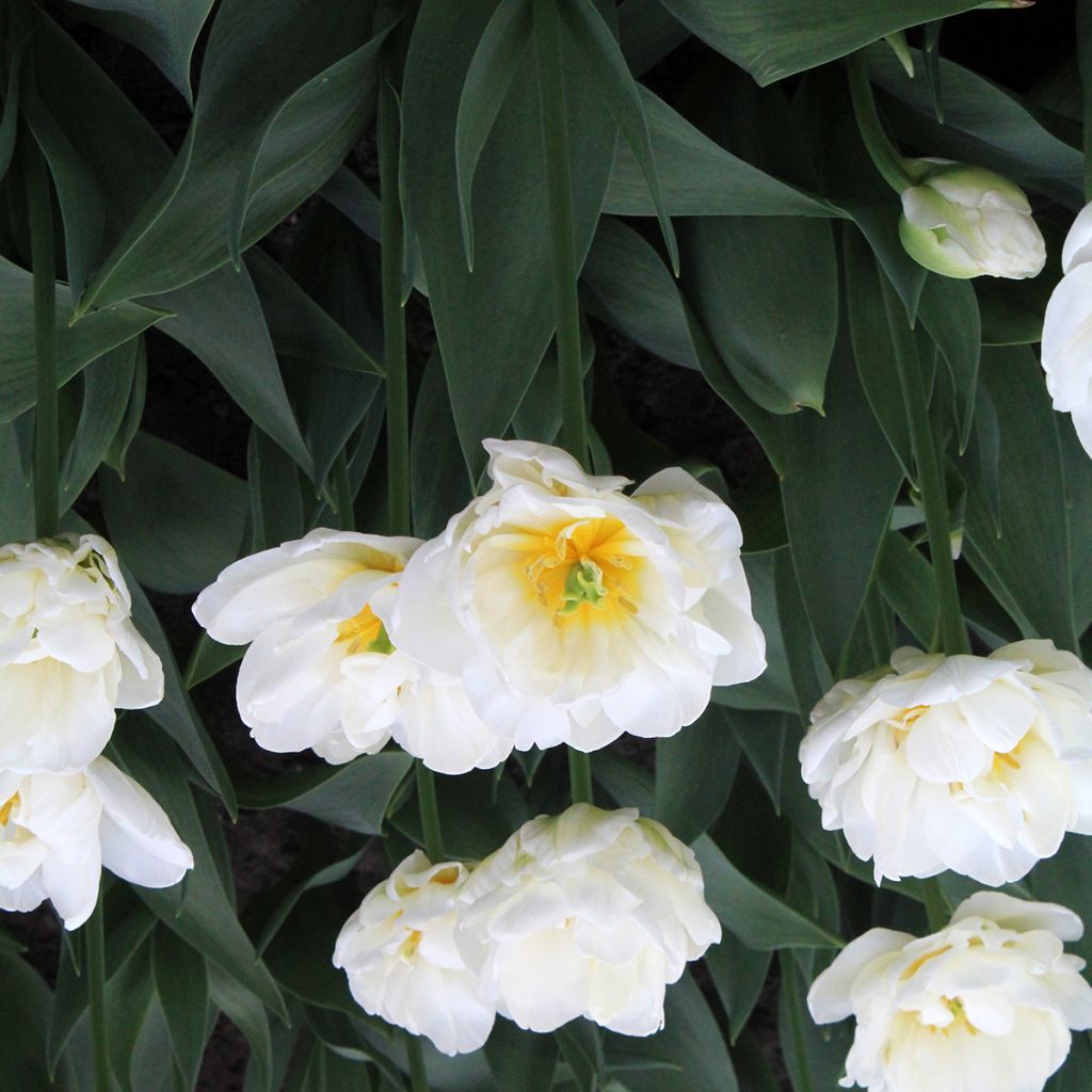 Tulipa Dobrada tardia Cool