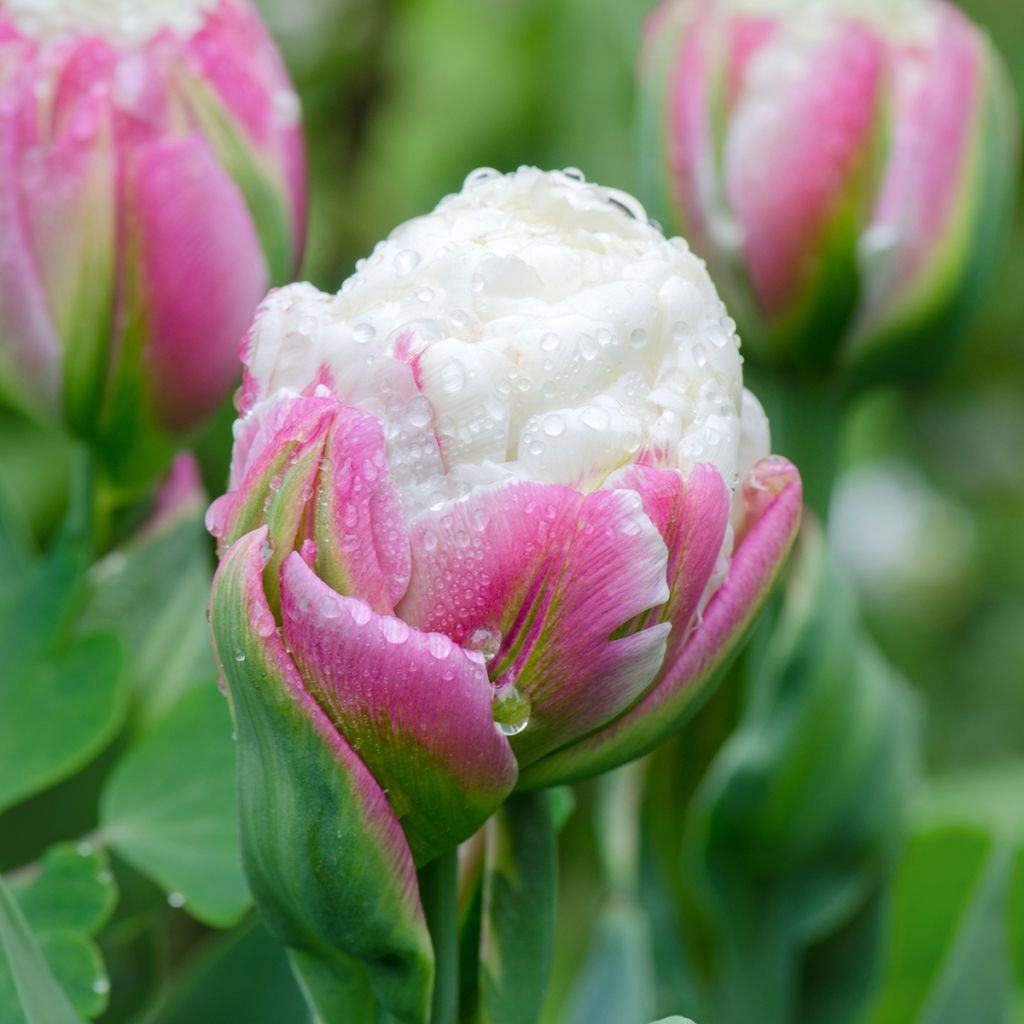 Tulipa Dobrada tardia Ice Cream