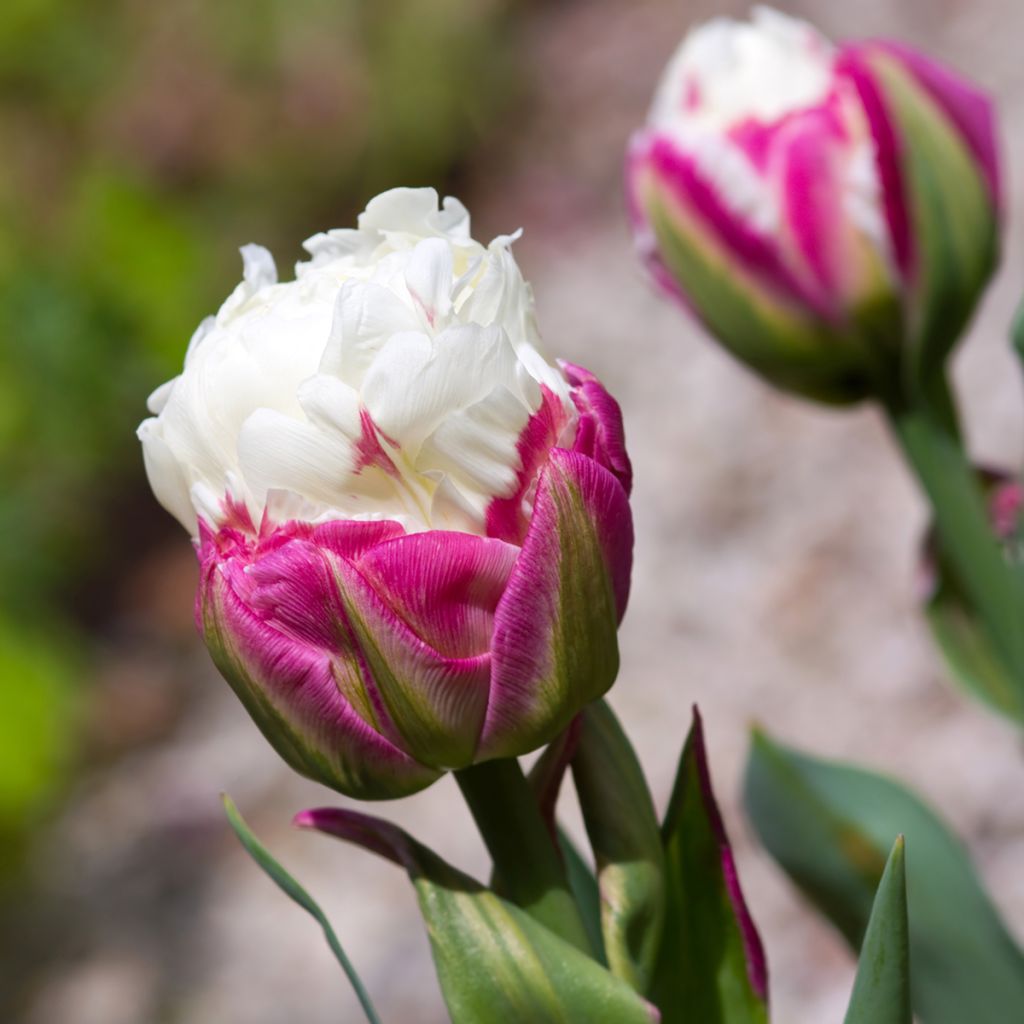Tulipa Dobrada tardia Ice Cream