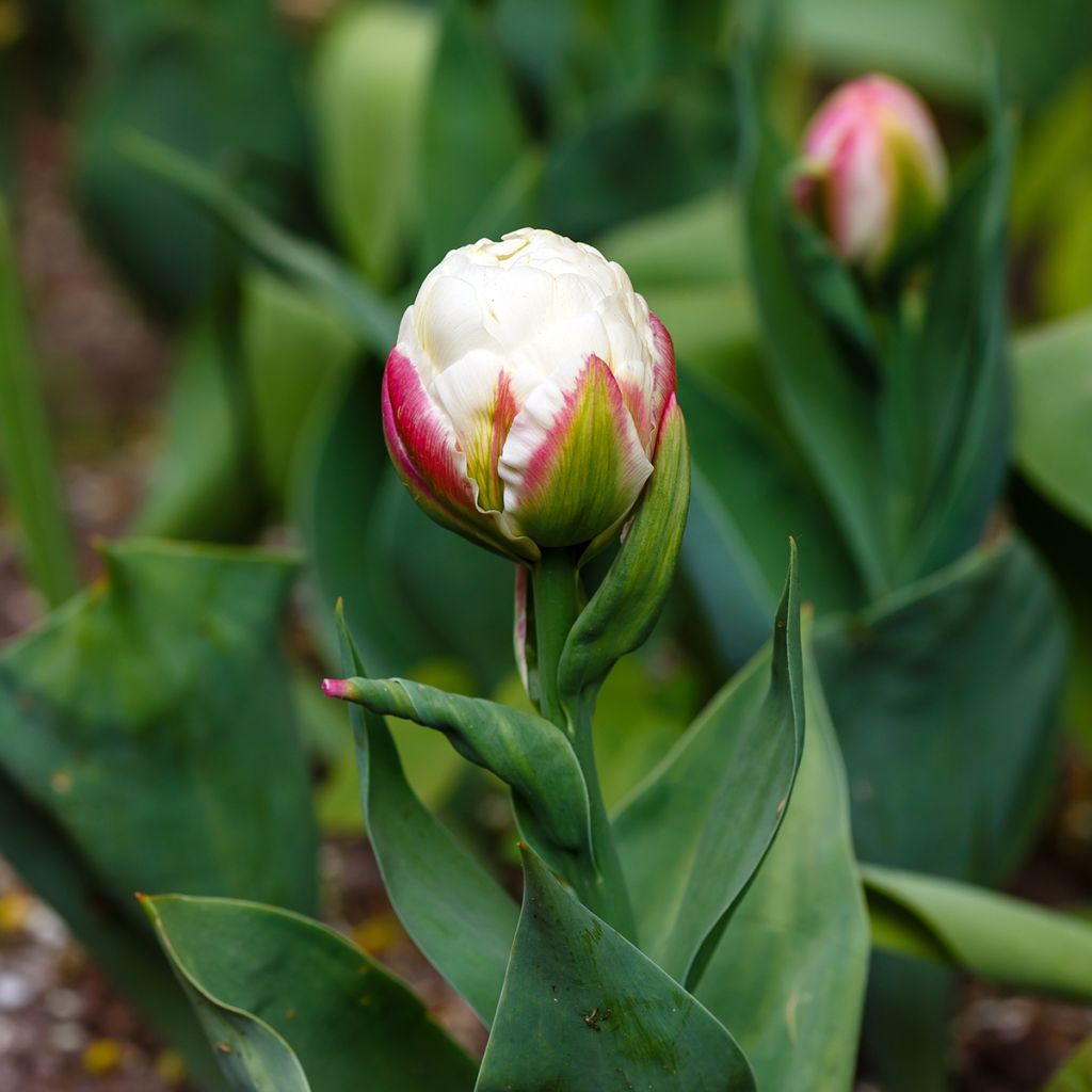 Tulipa Dobrada tardia Ice Cream