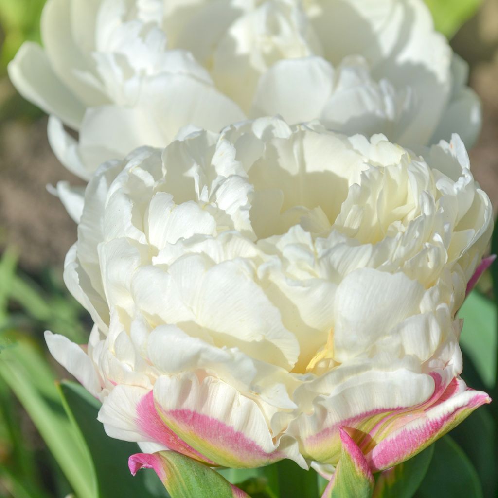 Tulipa Dobrada tardia Ice Cream