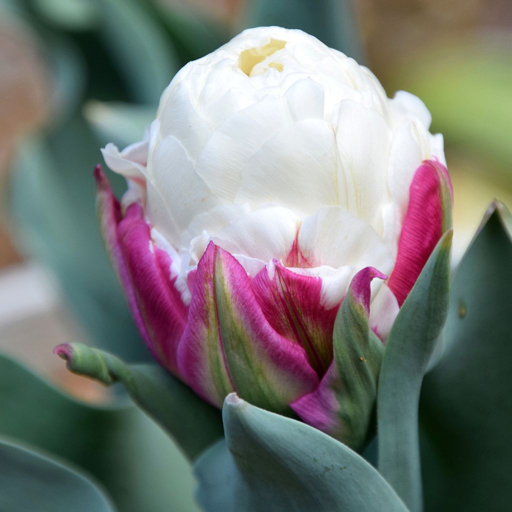 Tulipa Dobrada tardia Ice Cream