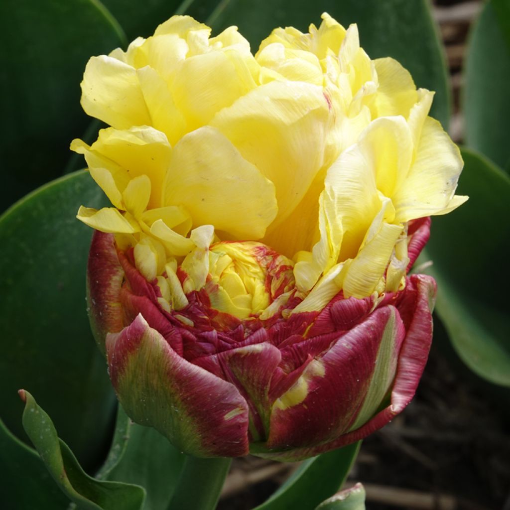 Tulipa Dobrada tardia Ice cream Banana