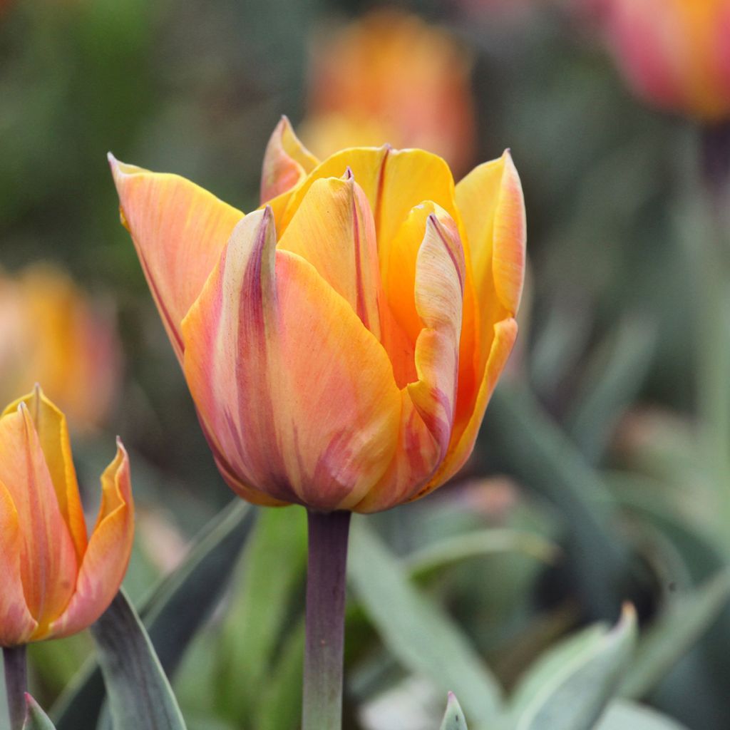 Tulipa Dobrada tardia Orange Princess