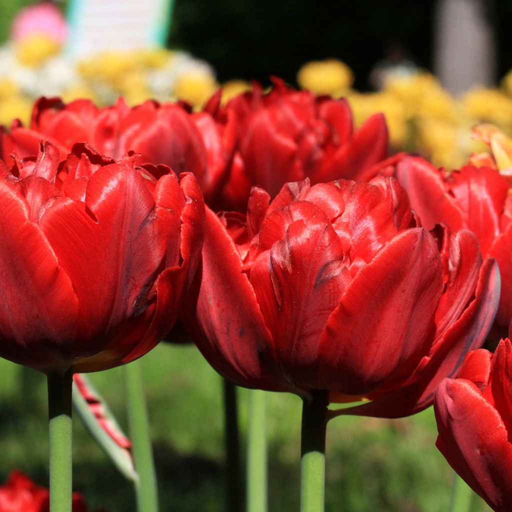 Tulipa Dobrada tardia Red Princess
