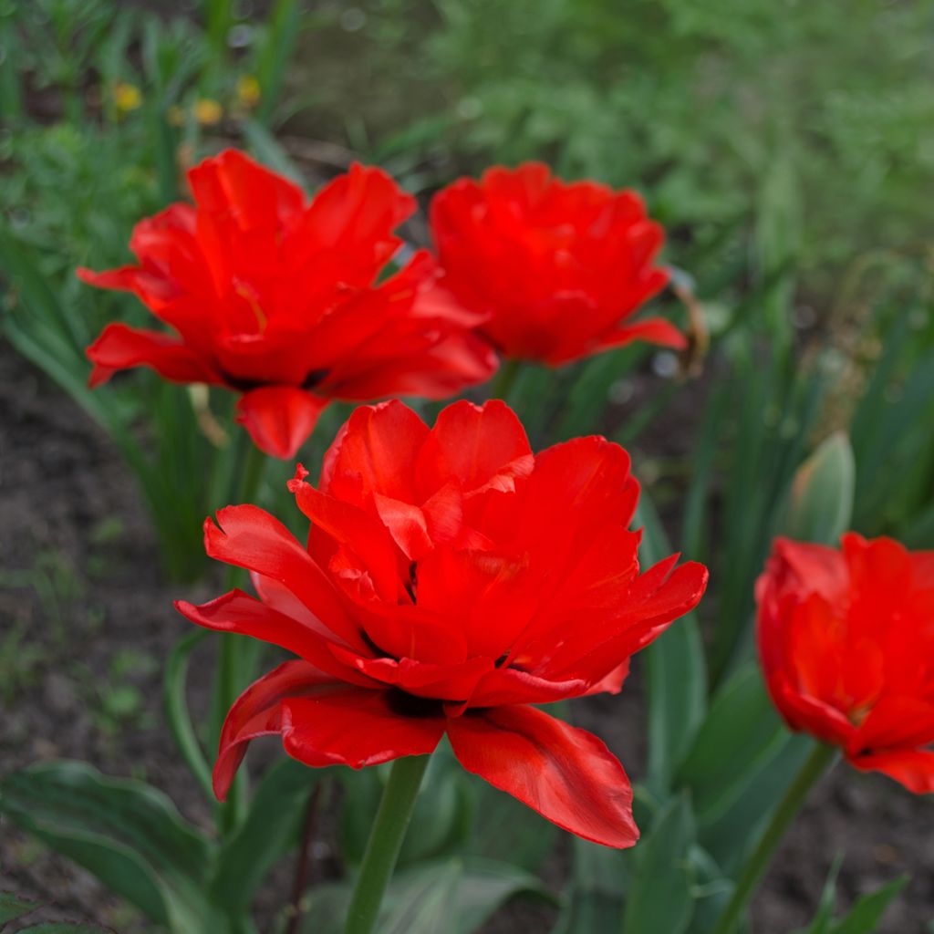 Tulipa Dobrada tardia Red Princess