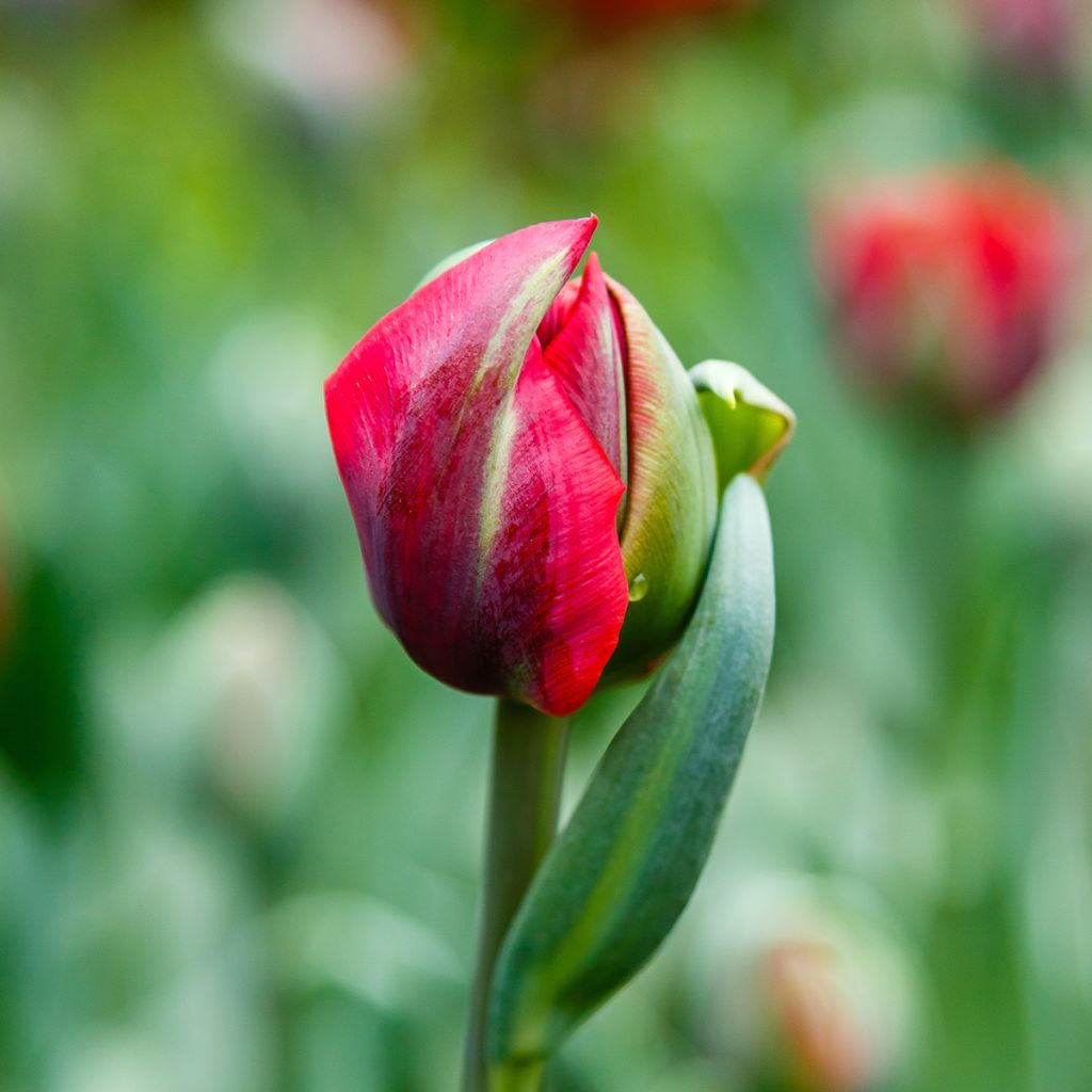 Tulipa Dobrada tardia Red Princess