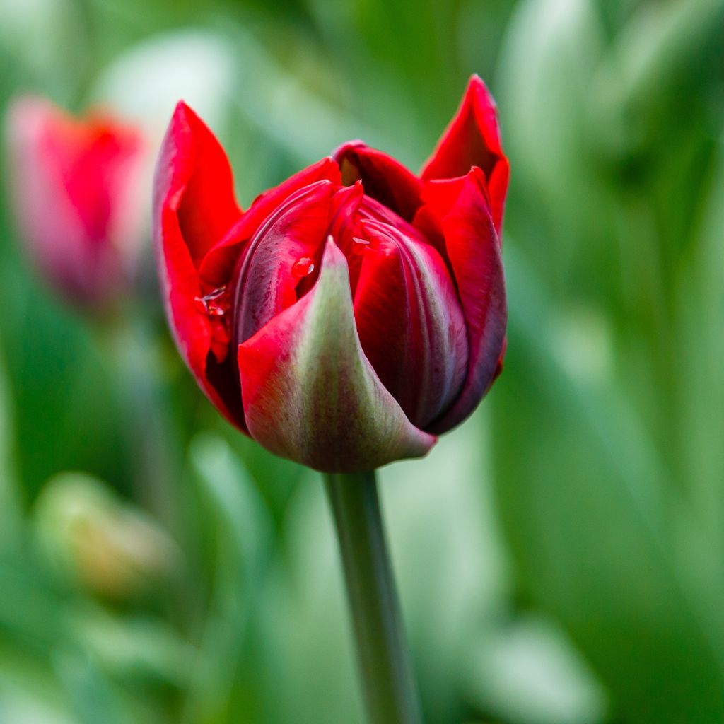 Tulipa Dobrada tardia Red Princess