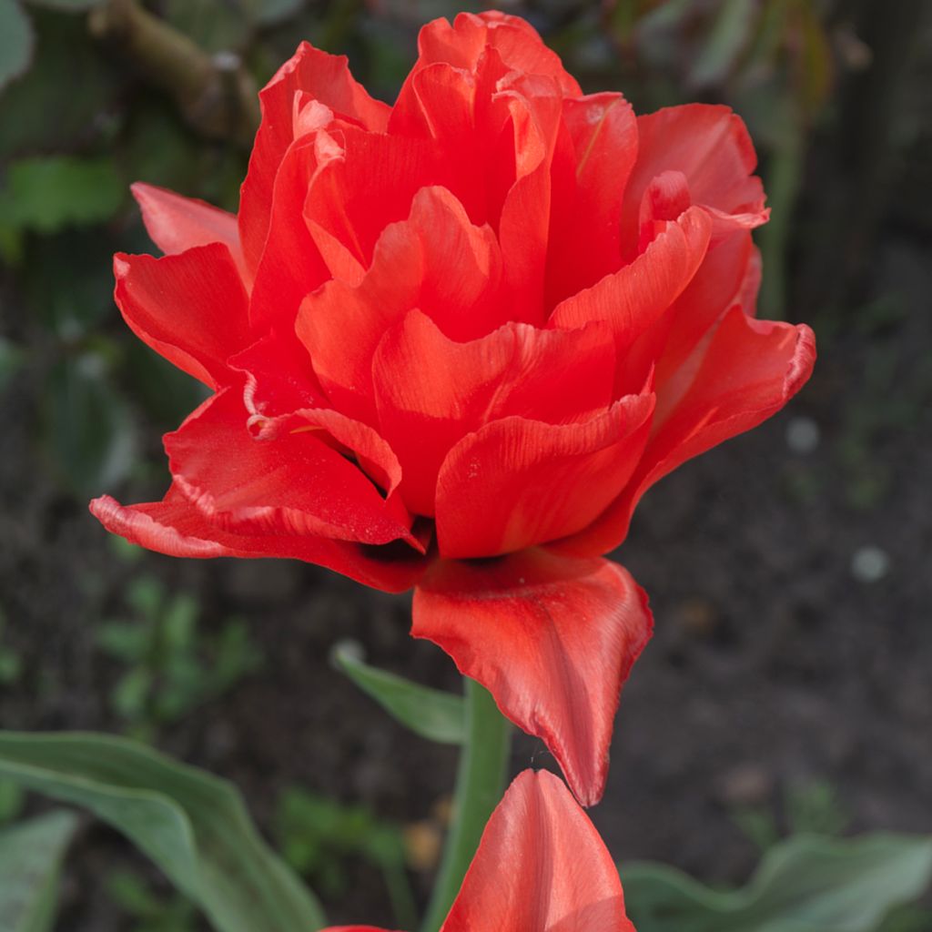 Tulipa Dobrada tardia Red Princess