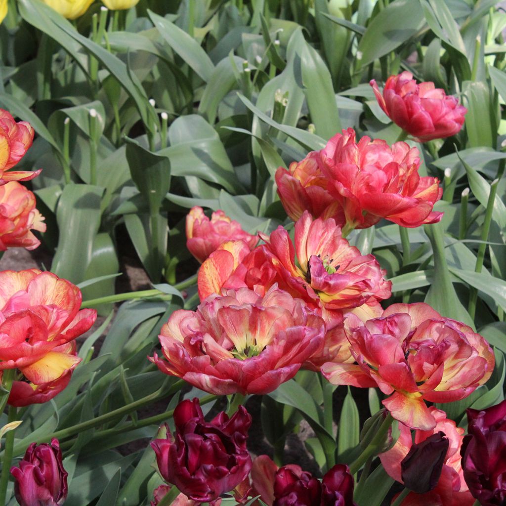 Tulipa Dobrada tardia Sundowner