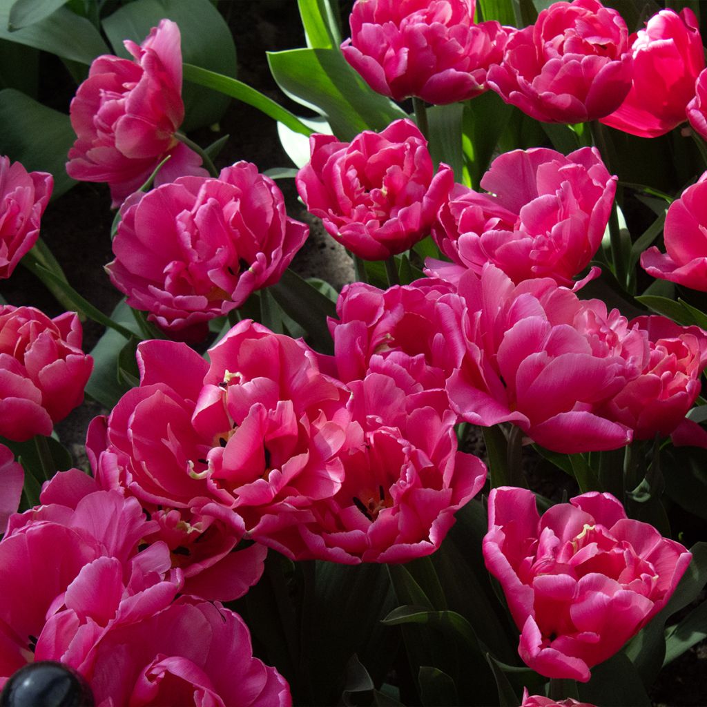 Tulipa Dobrada tardia Sunset Tropical