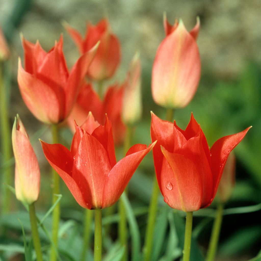 Tulipa Lírio Royal Charm