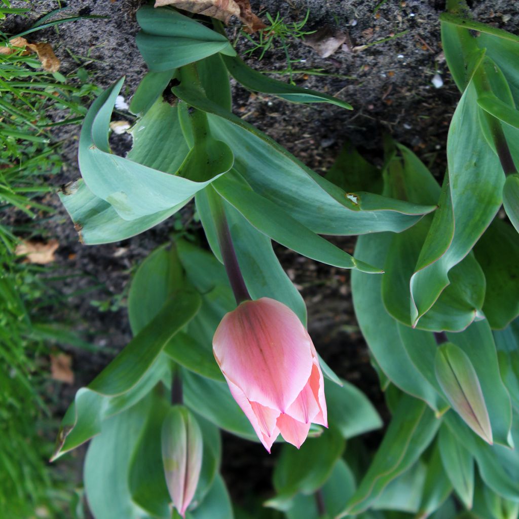 Tulipa fosteriana Albert Heijn
